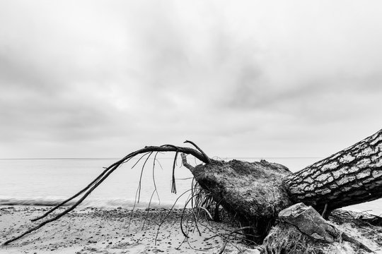 Fototapeta Fallen tree on the beach after storm. Sea black and white