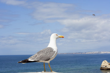Seagull with Atlantic ocean in background. 