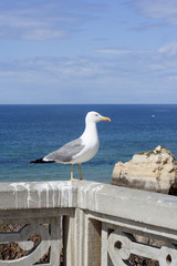 Seagull with Atlantic ocean in background. 