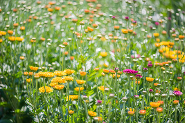 Colorful flowers in the garden