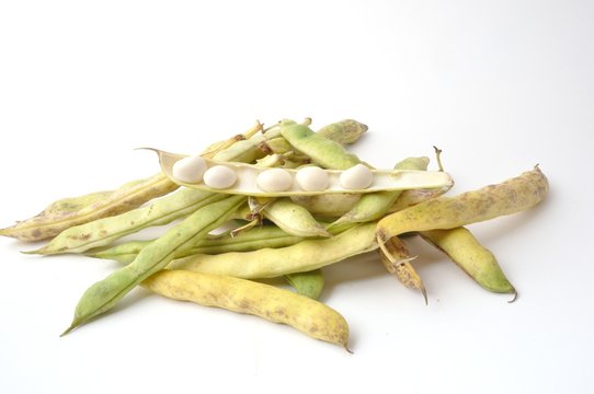 Paimpol coco beans