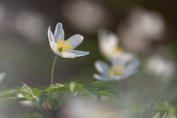 White wood anemone flower