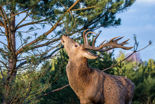 Wildverbi&szlig;