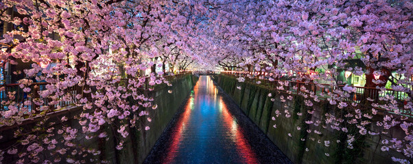Fototapeta premium Wiśniowy kwiat w nocy w Nakameguro Tokio na wiosnę