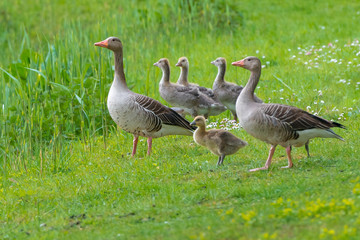 Obraz premium Graugans Familie - Anser anser - Greylag Goose