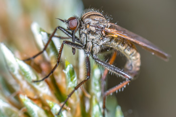 Gewürfelte Tanzfliege (Empis tesselata)