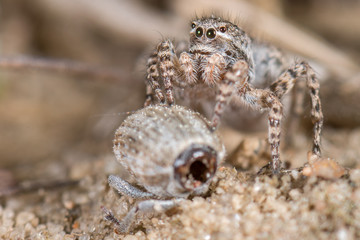 Springspinne Aelurillus v-insignitus - Weibchen