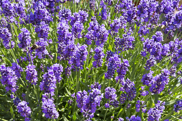Flowers of lavender in the summer day with bee