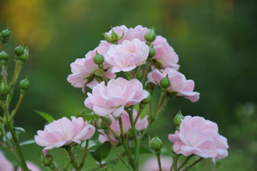 Obraz premium Нежное цветение