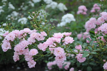 Бурное цветение