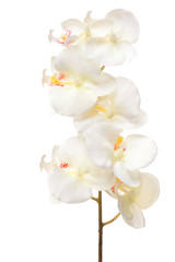 Obraz na płótnie Canvas white orchid isolated on white background