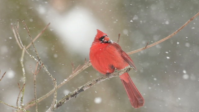 Slow motion northern cardinal in snowstorm