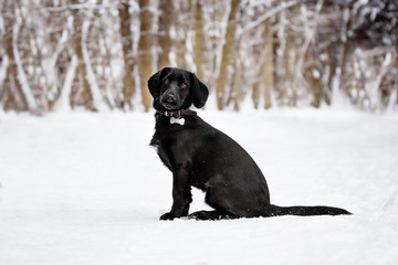 Small puppy in a snowy forest
