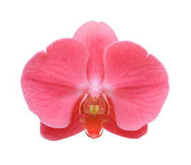 Naklejka na ściany i meble Red orchid flower close-up isolated on white