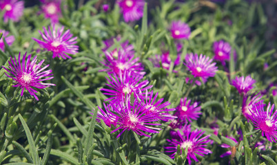 Macro of a small purple flower with green background