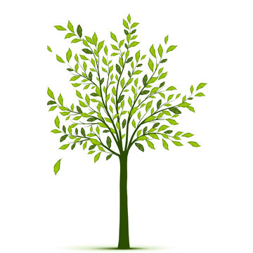 Green tree with leaves on white background