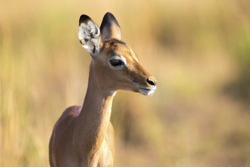 Obraz premium Baby impala looking alert to avoid predators
