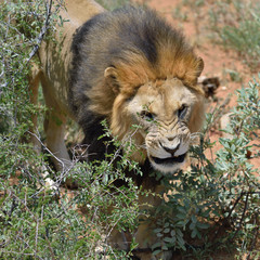 Male lion, Namibia