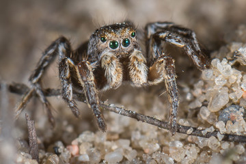 Männliche Springspinne Aelurillus v-insignitus
