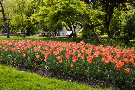Tulips in park of Vienna. Austria.