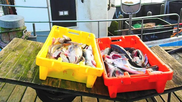 Fischfang - Seefisch
