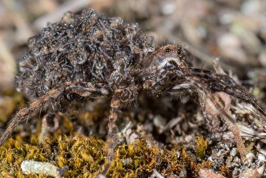 Wolfspinne mit Jungtieren auf dem R&uuml;cken