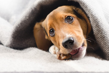 Cute puppy peeking out from warm blanket