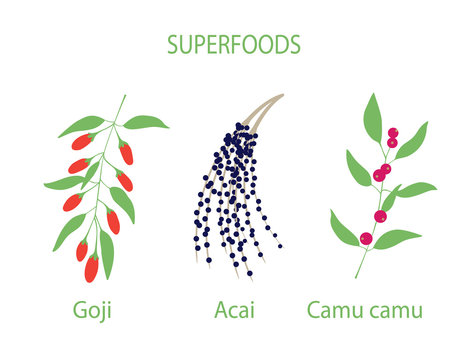 Illustration of camu camu, goji and acai