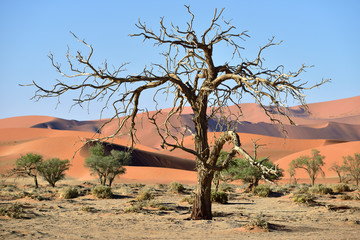 Naklejka na ściany i meble Namib-Naukluft National Park, Namibia, Africa.