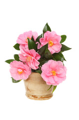 Camellia flower arrangement