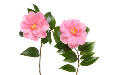 Fototapeta na wymiar Two Camellia flowers