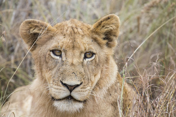 Obraz na płótnie Canvas Lioness move in brown grass to kill