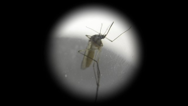 Mosquito zika under the microscope