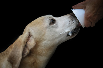 Labrador eating yoghurt