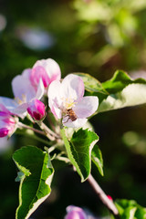 Apple tree blossom on defocused background
