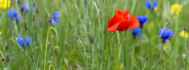 Blumenwiese mit Mohn und Kornblumen