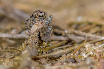 Spinnspinne - Aelurillus v-insignitus mit Beute