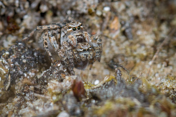Spinnspinne - Aelurillus v-insignitus beim Kannibalismus