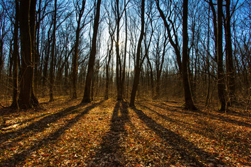 Colorful forest in autaumn wide angle view background