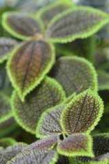 Behaarte Pflanzenblätter