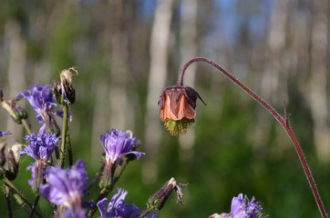 Red flower of water avens and purple flower of alpine blue-sow-thistle in birch forest understory, subarctic Swedish Lapland