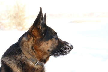 Собака немецкая овчарка с мордой в снегу зимним днем