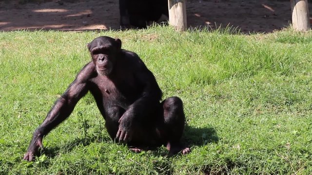Funny angry Chimp yelling and claiming for peanuts