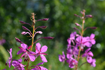 Pink flowers of fireweed in subarctic mountains, Swedish Lapland, Abisko