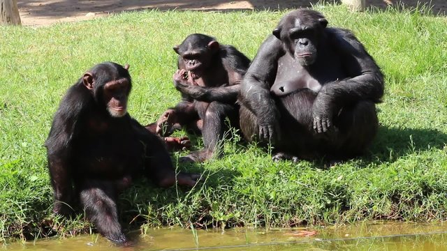 Chimp meeting playing near a water stream