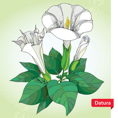 Stem with Datura stramonium or Thorn apple. Poisonous plant. Flower, leaves and bud on the light green background. Floral elements in contour style.