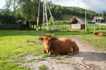 Red cow lying on the grass in russian village Assy