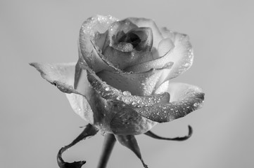 Obraz premium Grey rose