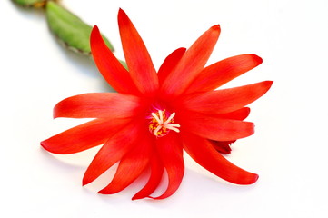 Closeup on red easter cactus flower