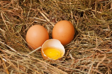 Fresh eggs from the farm in the hay